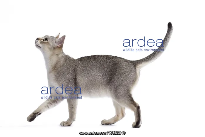  : Cat Singapura