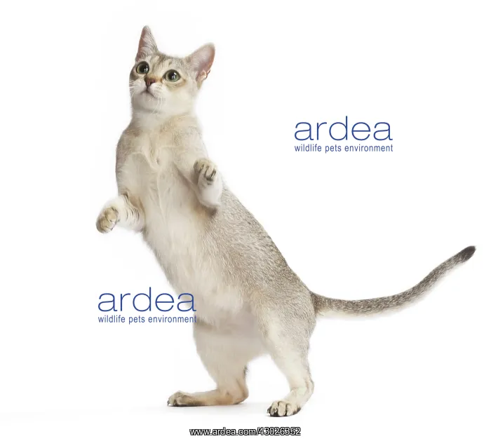 : Cat Singapura : Cat Singapura