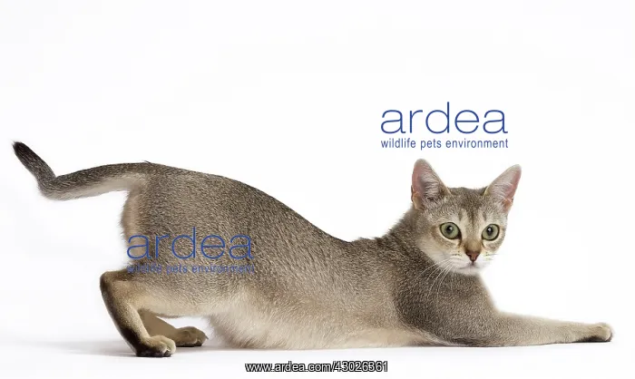  : Cat Singapura