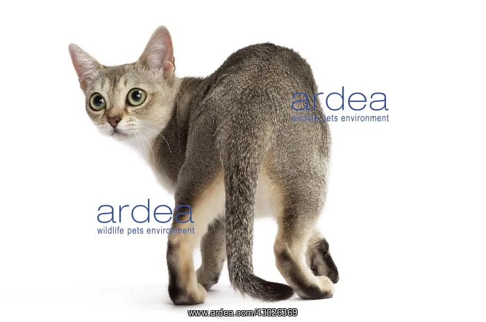  : Cat Singapura