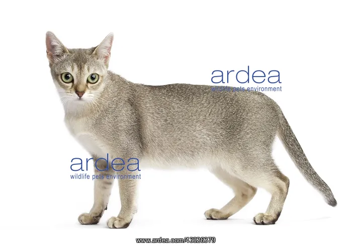  : Cat Singapura