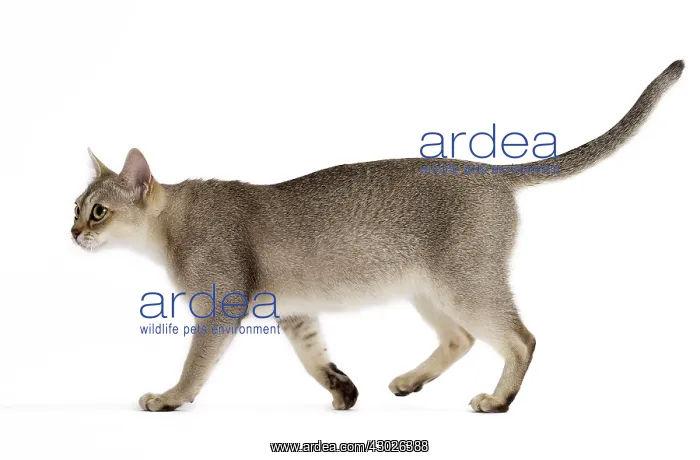  : Cat Singapura