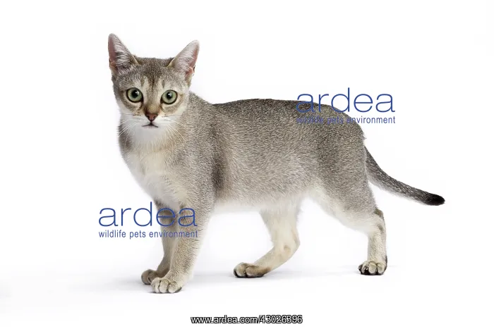  : Cat Singapura