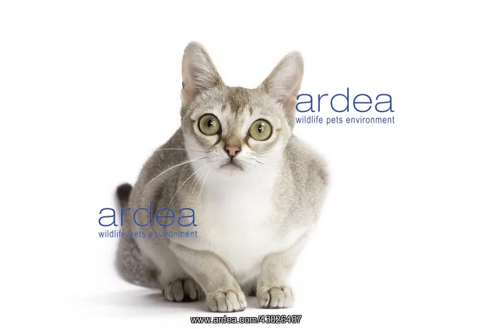  : Cat Singapura