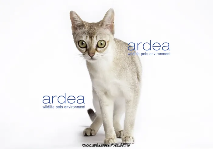  : Cat Singapura
