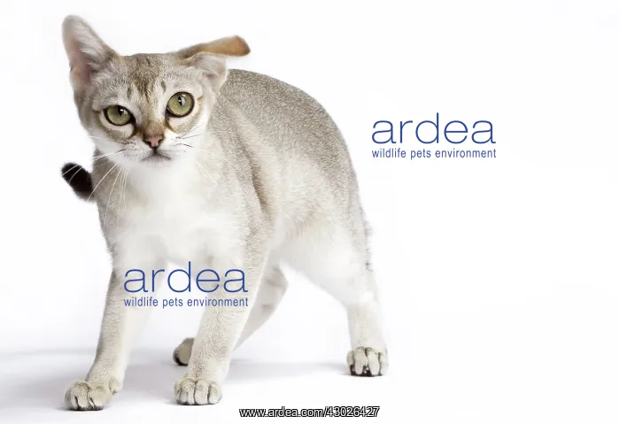 : Cat Singapura