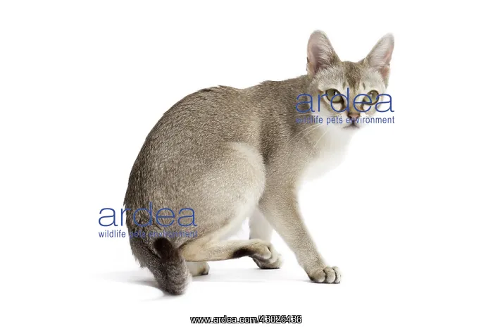  : Cat Singapura