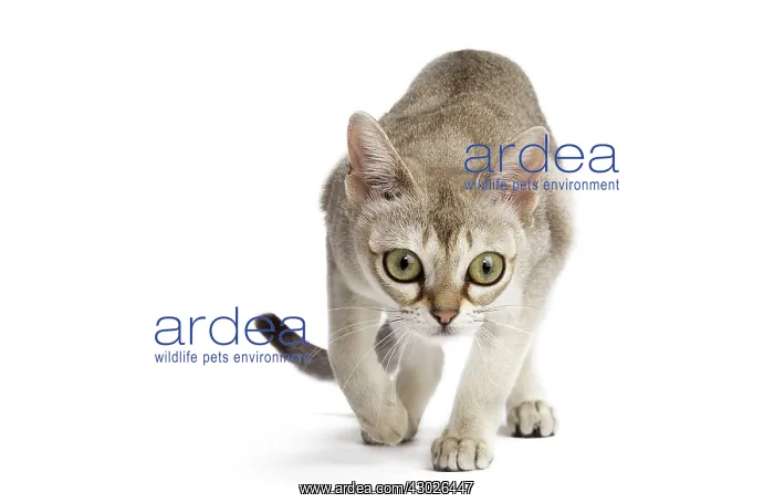  : Cat Singapura