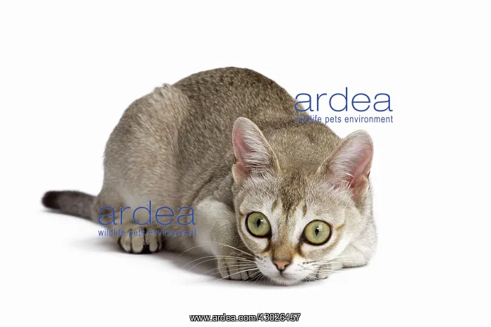  : Cat Singapura
