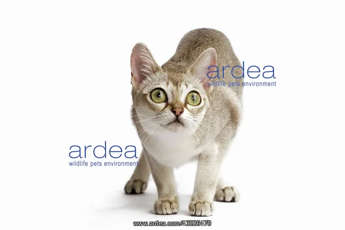  : Cat Singapura