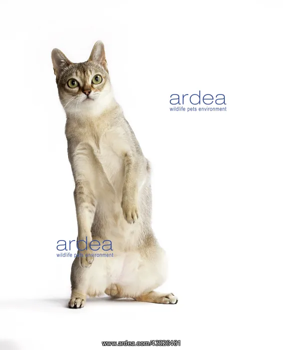  : Cat Singapura