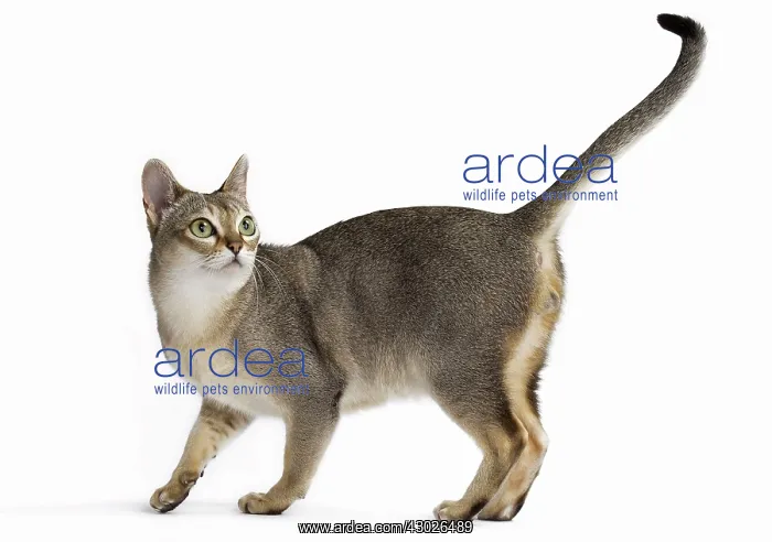  : Cat Singapura