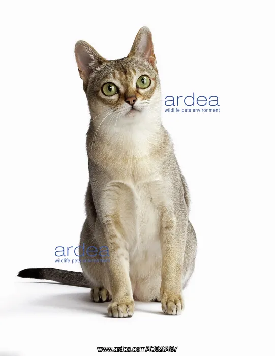 : Cat Singapura : Cat Singapura