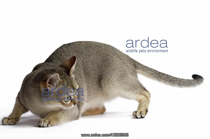  : Cat Singapura