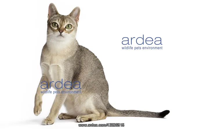  : Cat Singapura