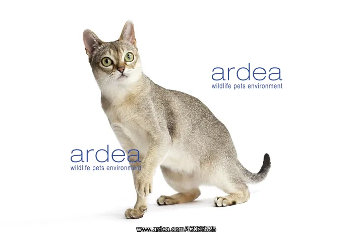  : Cat Singapura