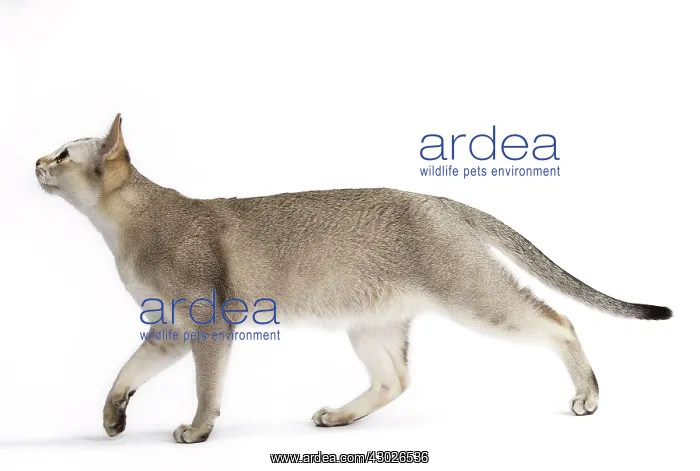  : Cat Singapura