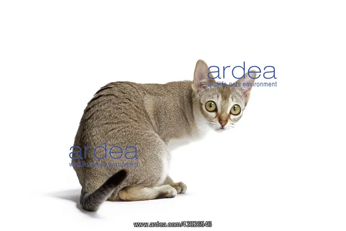  : Cat Singapura