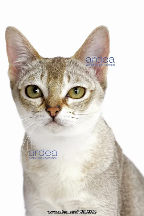  : Cat Singapura