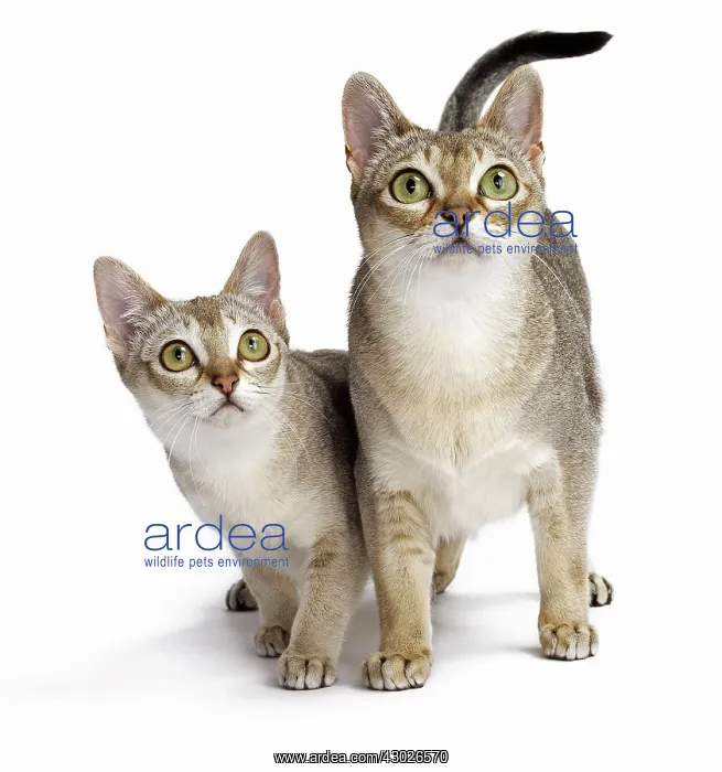  : Cat Singapura