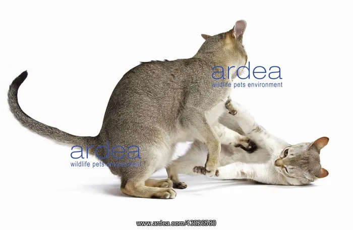  : Cat Singapura