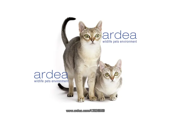  : Cat Singapura