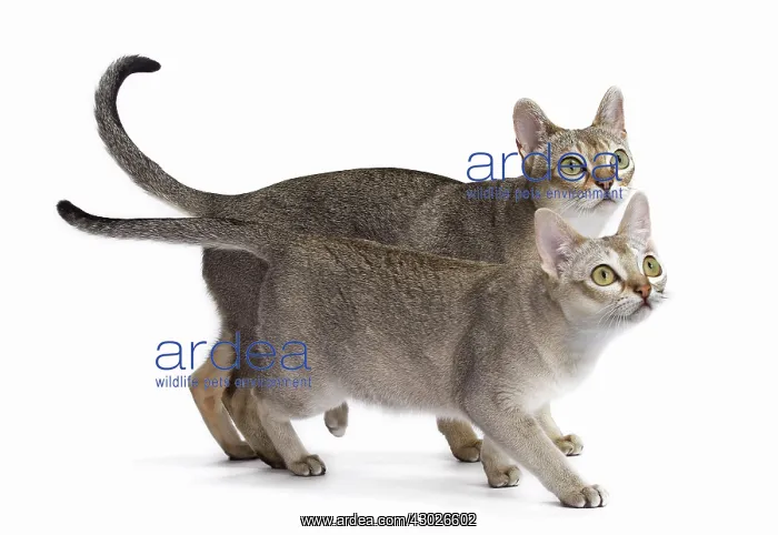  : Cat Singapura