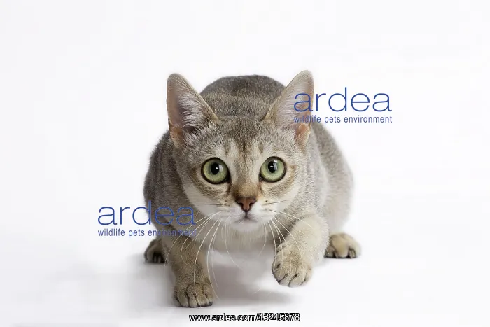  : Cat Singapura