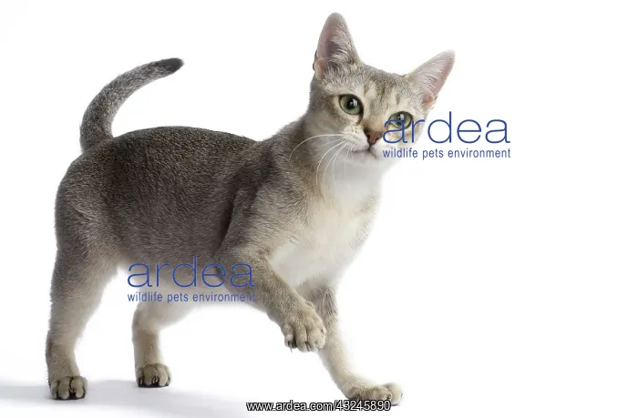  : Cat Singapura