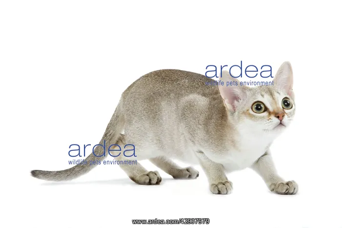  : Cat - Singapura kitten in studio