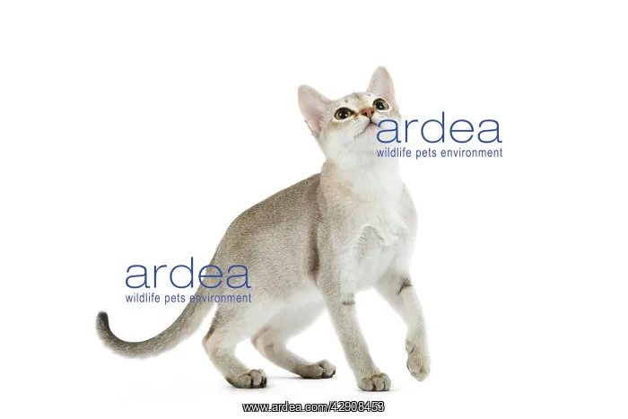  : Cat - Singapura kitten in studio