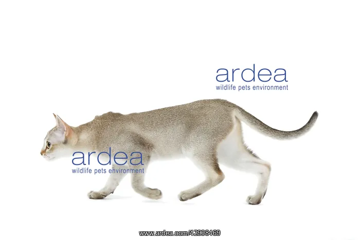 : Cat - Singapura kitten in studio