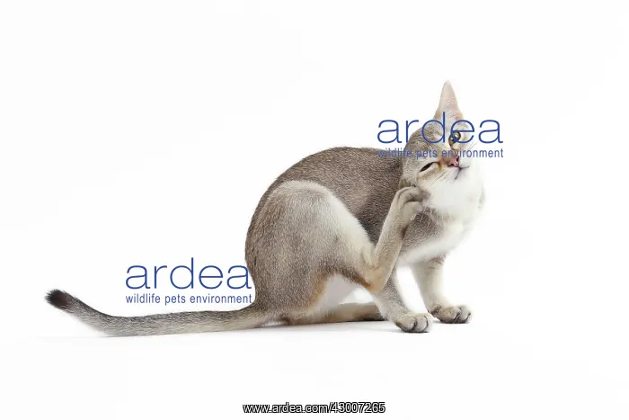 : Cat Singapura. scratching : Cat Singapura. scratching
