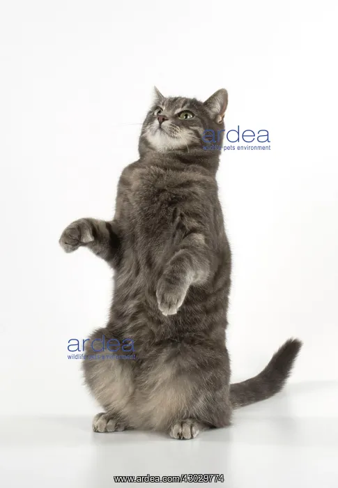 : Cat sitting : Cat sitting