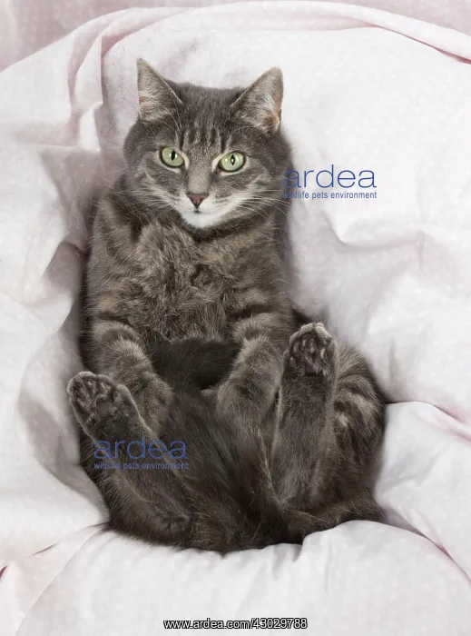  : Cat sitting