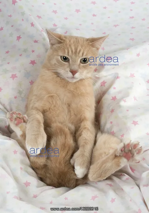  : Cat sitting