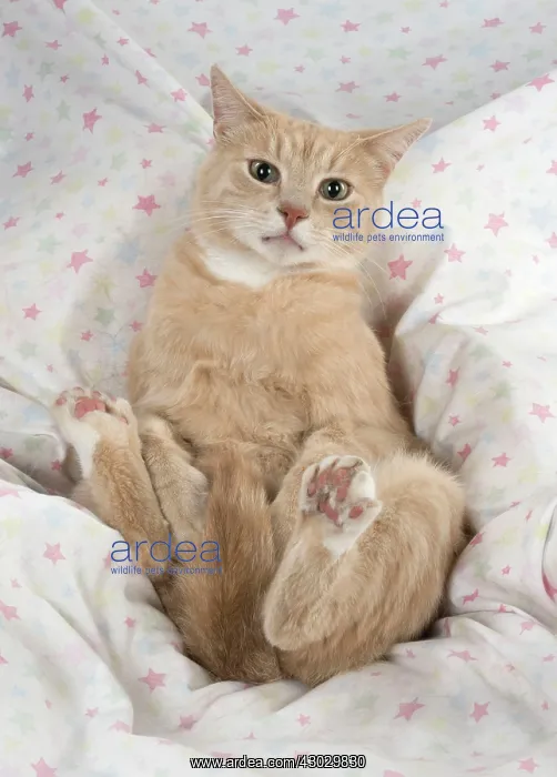  : Cat sitting