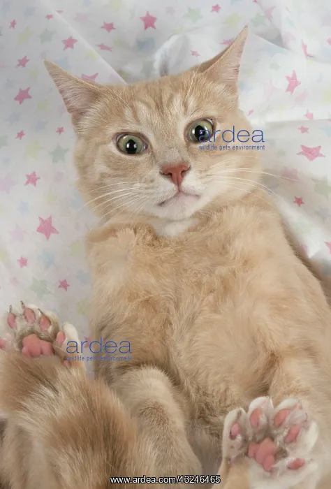  : Cat sitting