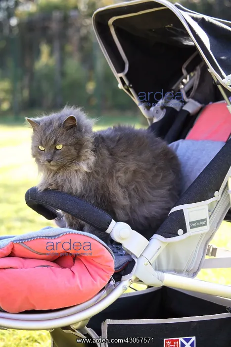  : Cat sitting in a baby stroller France