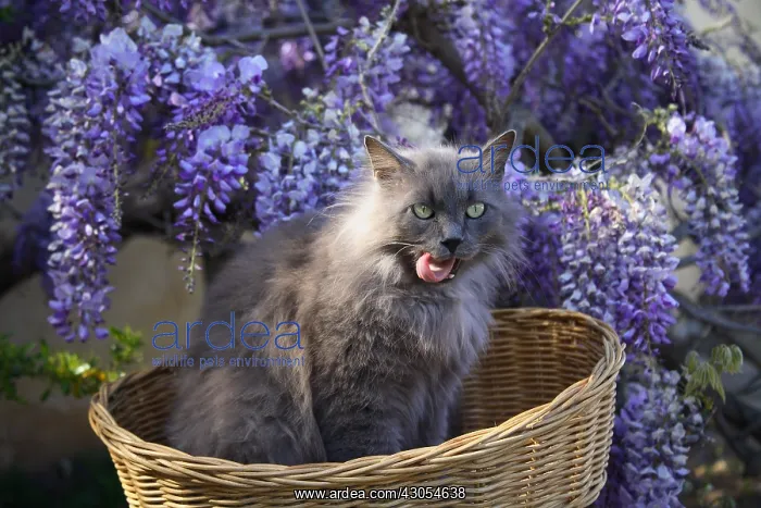 : Cat sitting in a basket before a Wisteria in bloom : Cat sitting in a basket before a Wisteria in bloom