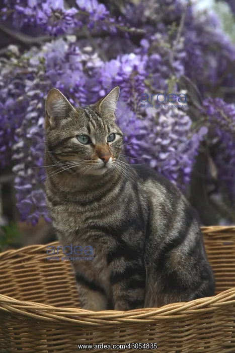 : Cat sitting in a basket before a Wisteria in bloom : Cat sitting in a basket before a Wisteria in bloom