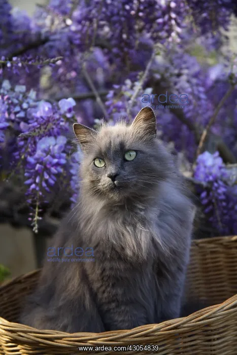 : Cat sitting in a basket before a Wisteria in bloom : Cat sitting in a basket before a Wisteria in bloom