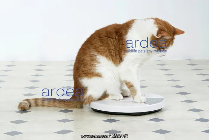 : CAT - sitting on bathroom scales