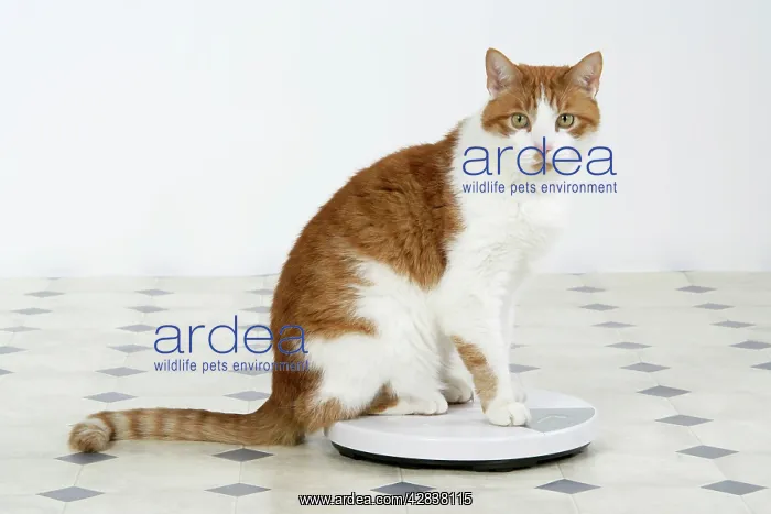  : CAT - sitting on bathroom scales