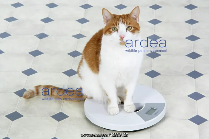  : CAT - sitting on bathroom scales