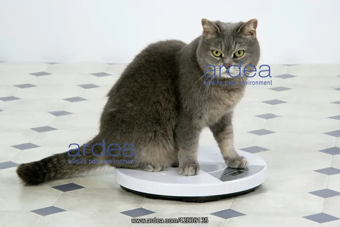  : CAT - sitting on bathroom scales