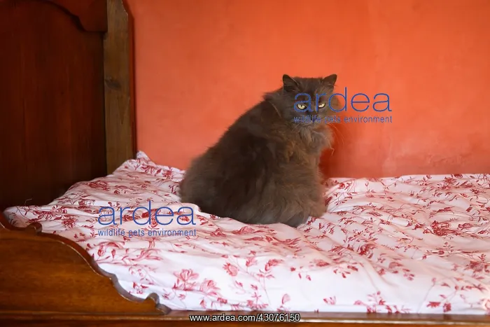 : Cat sitting on a bed : Cat sitting on a bed