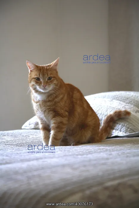 : Cat sitting on a bed : Cat sitting on a bed