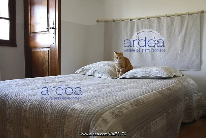 : Cat sitting on a bed : Cat sitting on a bed