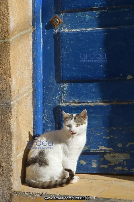 : Cat - sitting by blue door : Cat - sitting by blue door